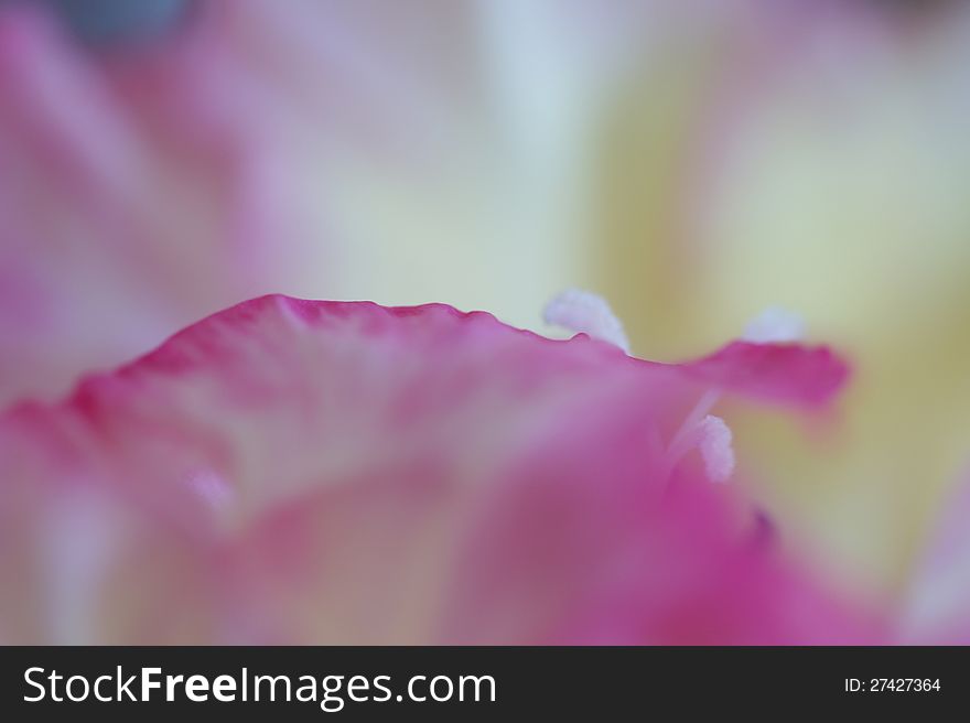 Abstract pink rose macro picture of a Gladiolus flower