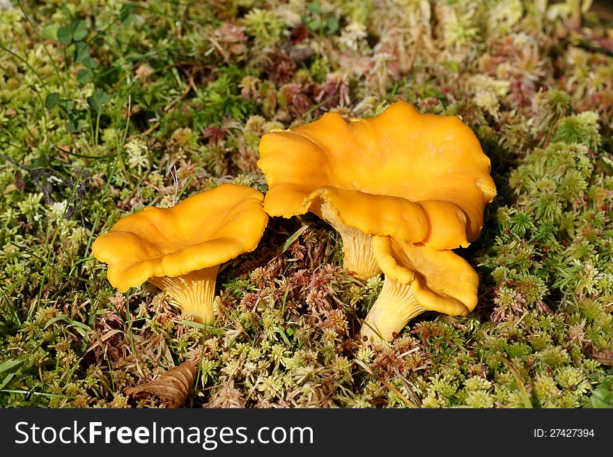 Yellow nice chanterelle in sunlight and green moss
green environment. Yellow nice chanterelle in sunlight and green moss
green environment