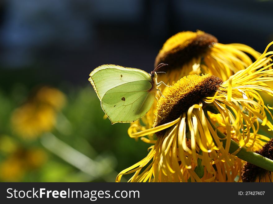 Brimstone butterfly eating nectar from a yellow flower. Brimstone butterfly eating nectar from a yellow flower