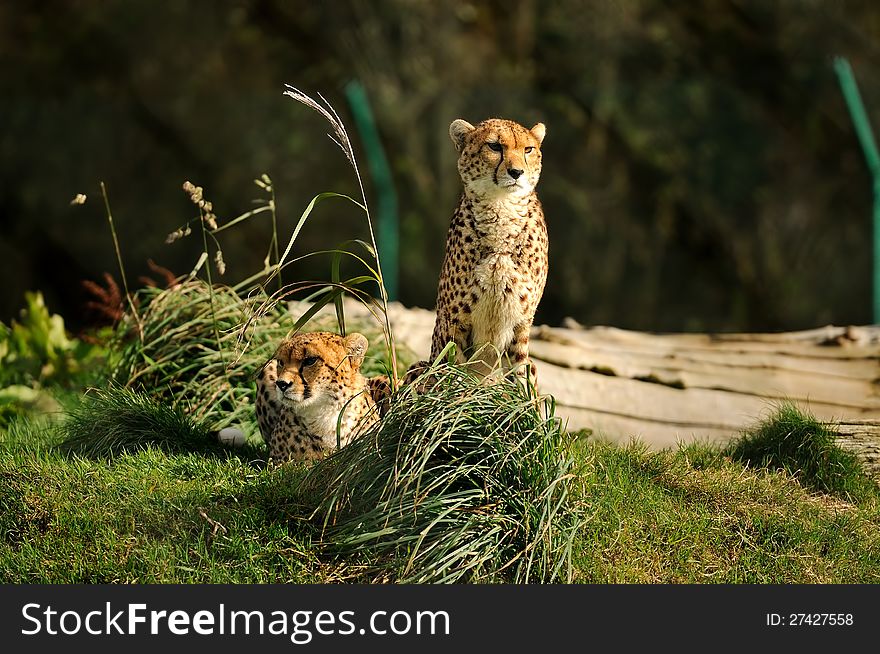 Two cheetahs enjoying the sunshine.