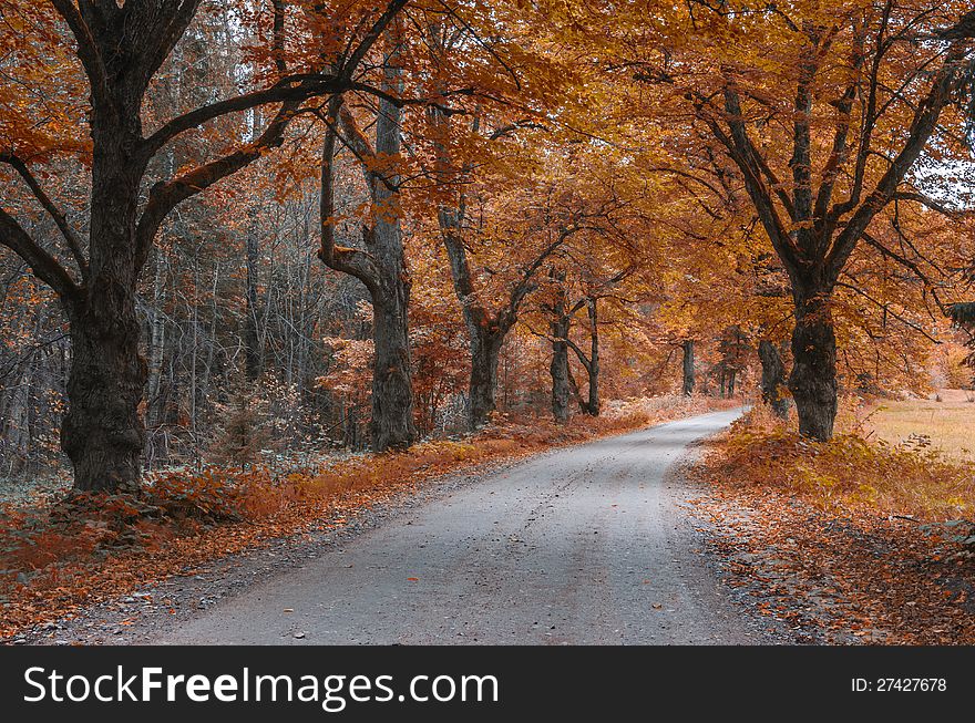 Autumn fall of the leaves and country road among old oaks,  Latvia, Europe. Autumn fall of the leaves and country road among old oaks,  Latvia, Europe