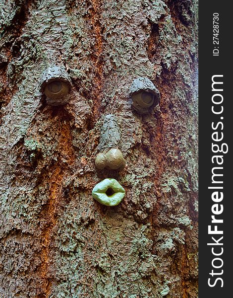 A whimsical face is shown on the bark of a tall fir tree in an outdoor park in Oregon. A whimsical face is shown on the bark of a tall fir tree in an outdoor park in Oregon.