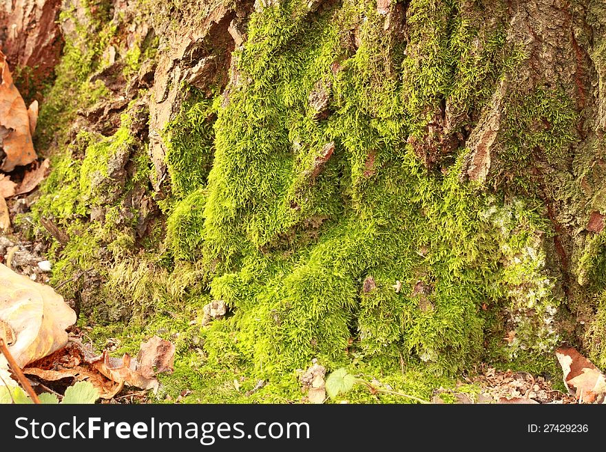 Green moss on a dry tree in the autumn forest. Green moss on a dry tree in the autumn forest