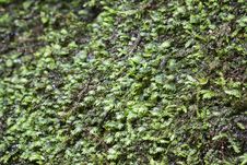 Free Moss Stock Images - 27434254