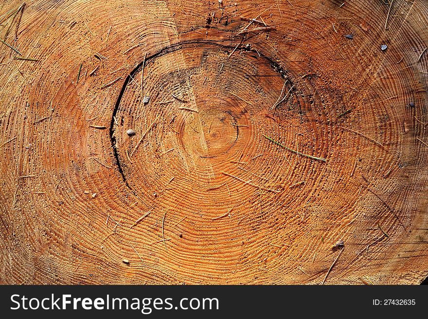 Wooden stub with needles and life circles