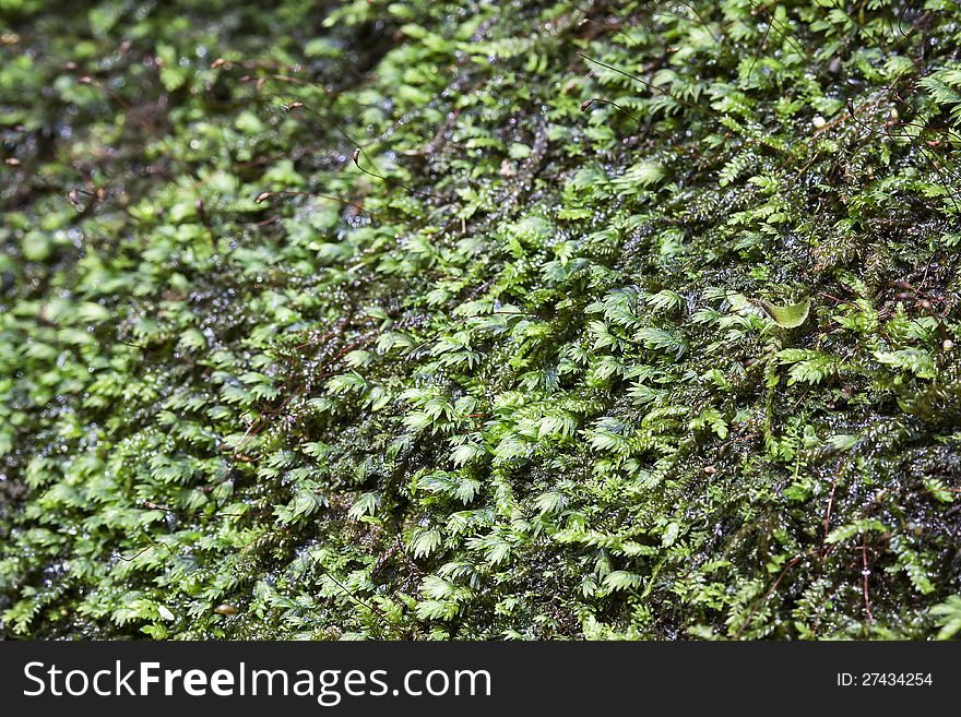 Big group of moss grow well in the forest.