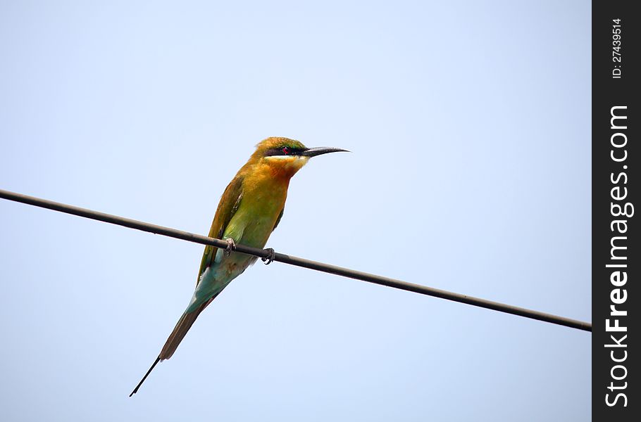 Small Green bee eater on a electric wire