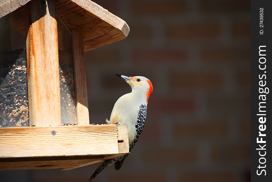 Close up shot of Great spotted wood pecker on the nest