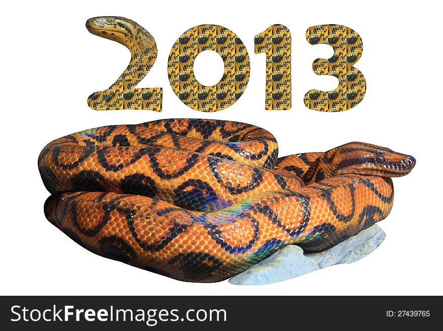 Brazilian Rainbow Boa (Epicrates cenchia) with Concept 2013 Year of the Snake. (include Clipping Paths, ready to use). Brazilian Rainbow Boa (Epicrates cenchia) with Concept 2013 Year of the Snake. (include Clipping Paths, ready to use)