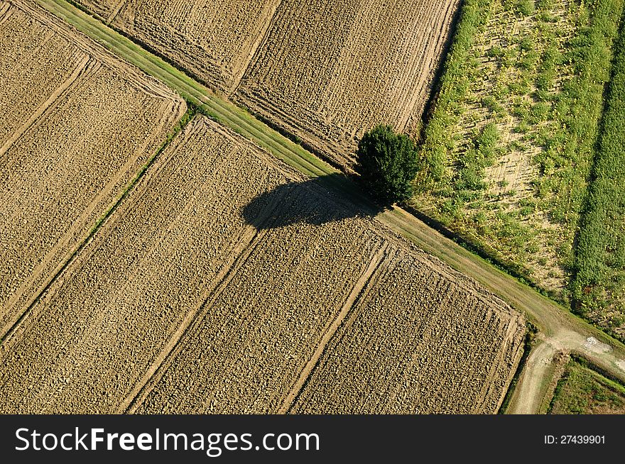 Aerial view of a lonely tree in typical tuscany's country