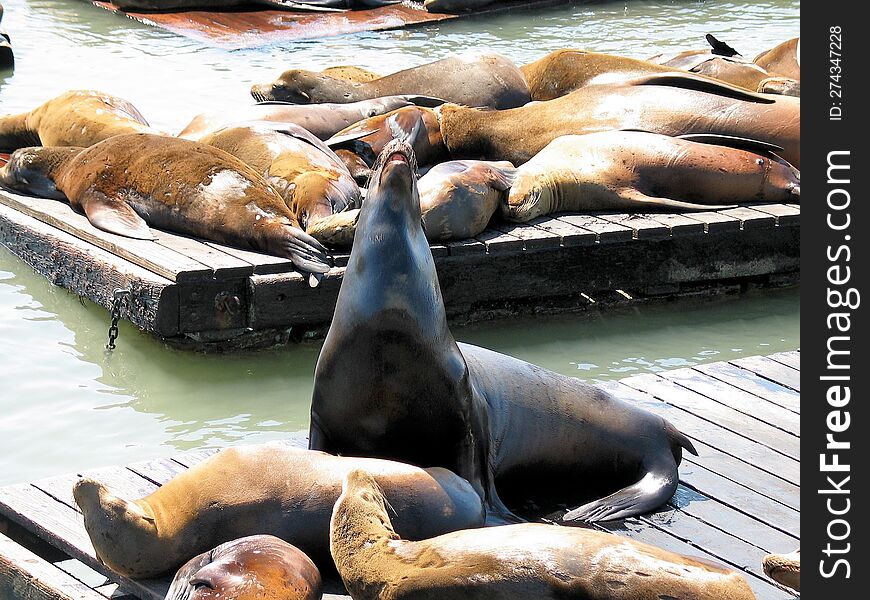 Sea Lions are resting at Fisherman's Wharf in San Francisco. They all gather at Pier 39 to sleep and have some fun. Sea Lions are resting at Fisherman's Wharf in San Francisco. They all gather at Pier 39 to sleep and have some fun.