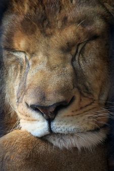 Lion Stock Image