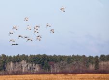 Sandhill Cranes In Flight Stock Image Sandhill Cranes In Flight Stock Image