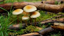 Mushrooms Stock Photography Mushrooms Stock Photography