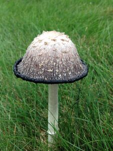 Shaggy Mane Mushroom Royalty Free Stock Images
