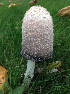 Shaggy Mane Mushroom Stock Images Shaggy Mane Mushroom Stock Images