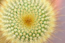 Top Of Yellow Tower Cactus Stock Photo Top Of Yellow Tower Cactus Stock Photo