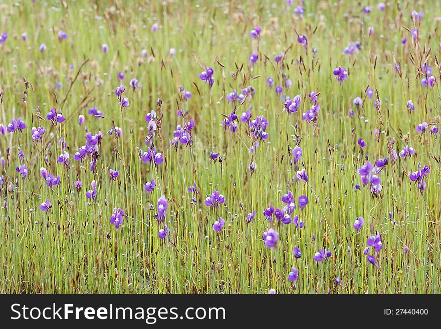 Wild Pink Flowers