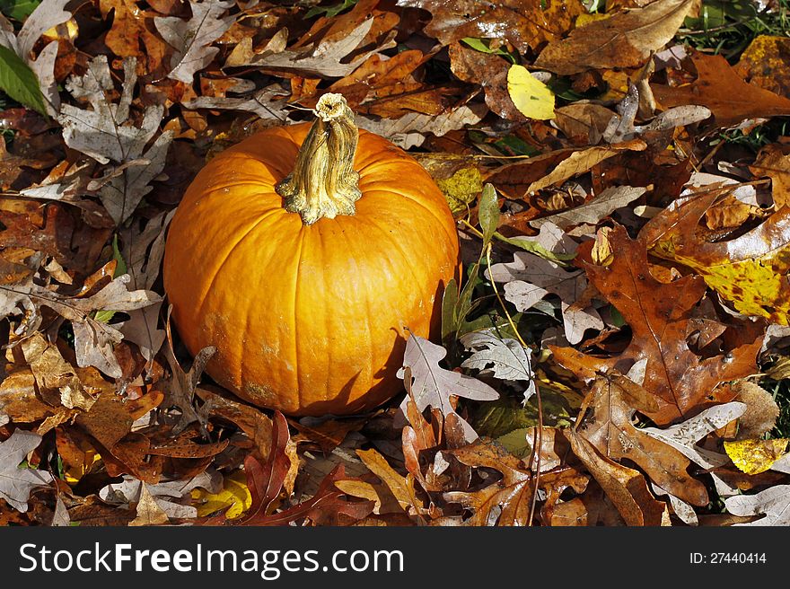 Pumpkin surrounded by Fall leaves. Pumpkin surrounded by Fall leaves.