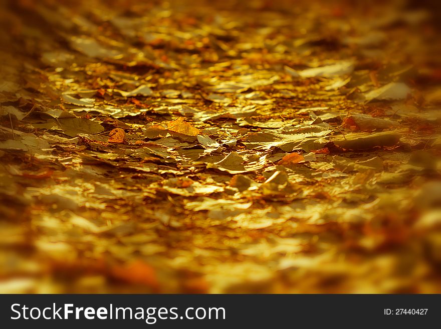 Setting sun rays on forest path covered with leaves. Setting sun rays on forest path covered with leaves