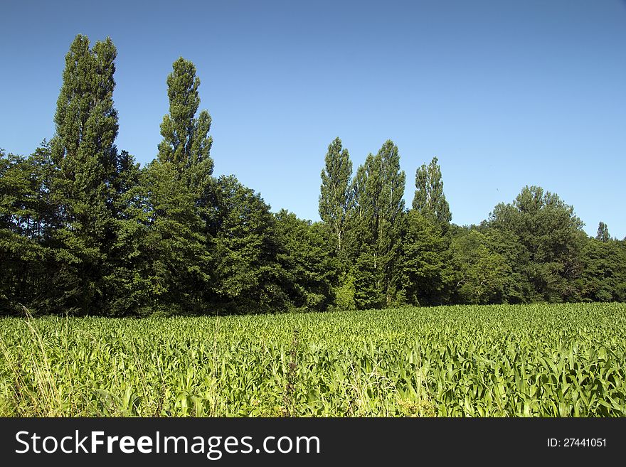 Lush green crops against a backdrop of green trees and clear blue sky. Lush green crops against a backdrop of green trees and clear blue sky