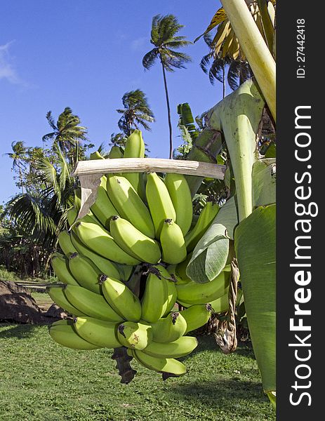 Closeup of a bunch of bananas on a tree. Closeup of a bunch of bananas on a tree