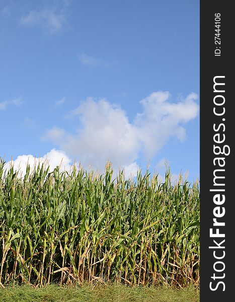 Landcapes cornfield at harvesting time