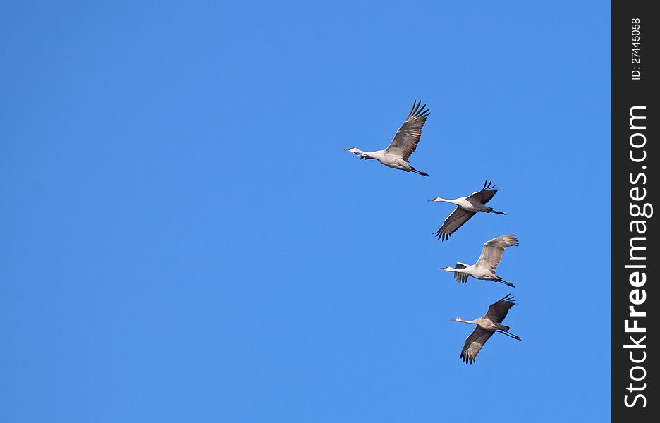 Migrating Sandhill Cranes in flight during autumn migration, against a clear, blue sky.