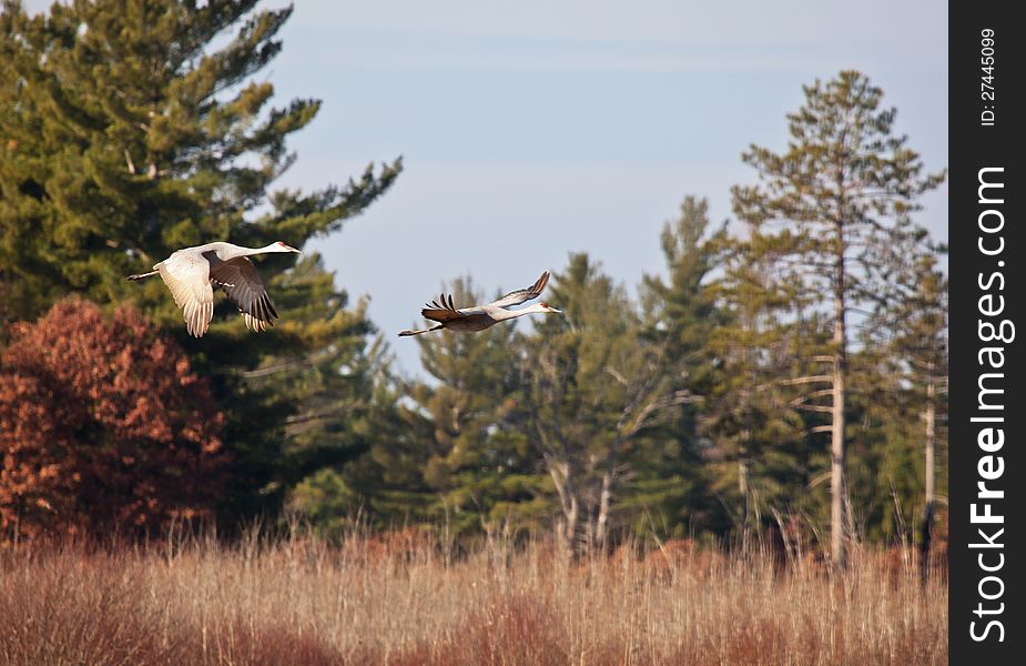 Pair of migrating sandhill cranes in flight over a marsh.