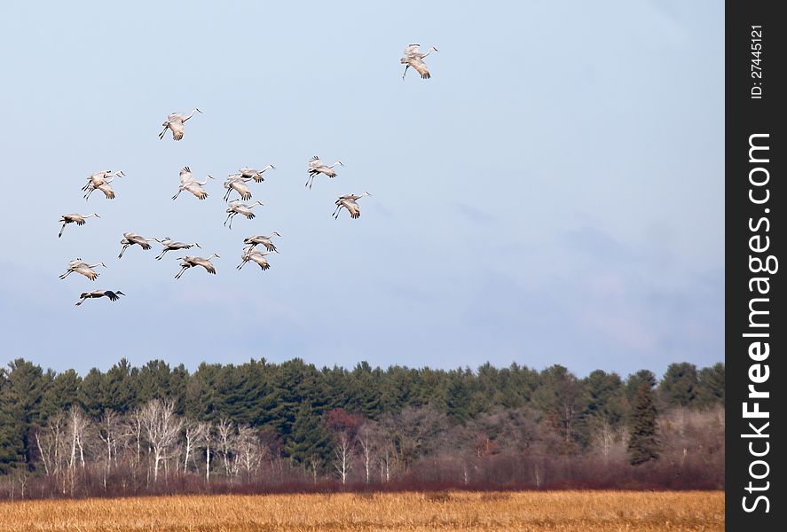 Sandhill Cranes In Flight