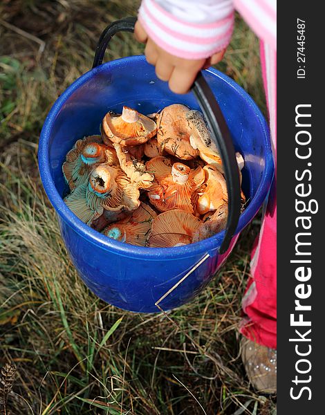 Bucket of mushrooms in the hands of a girl