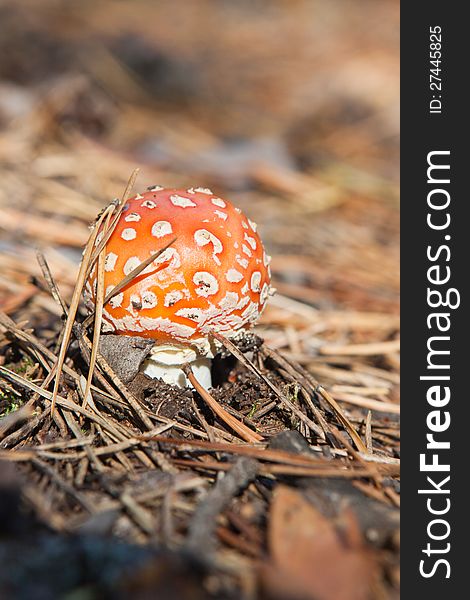 Young amanita mushroom close-up in forest environment