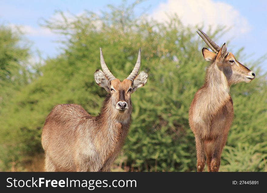 Waterbuck, African Antelope - Bull Brothers 2