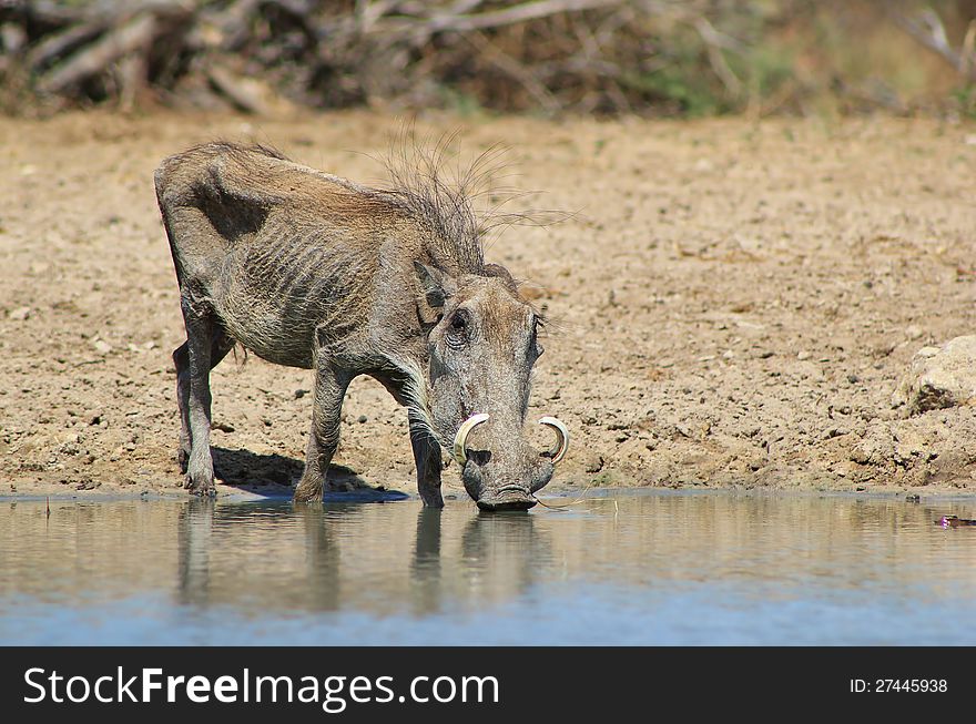 A very old Warthog female drinking water. Photo taken on a game ranch in Namibia, Africa. A very old Warthog female drinking water. Photo taken on a game ranch in Namibia, Africa.