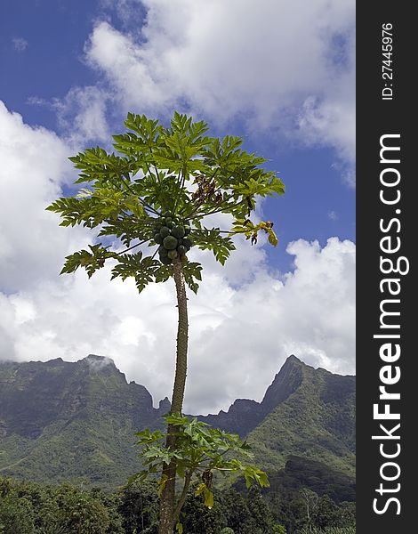 Closeup of a papaya tree with mountain and blue sky