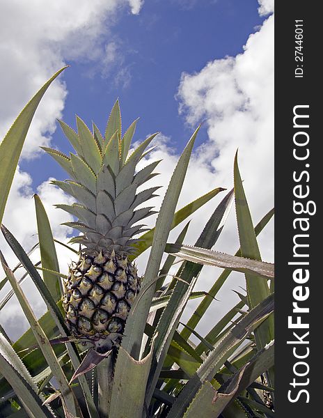 Closeup of a growing pineapple over blue sky. Closeup of a growing pineapple over blue sky