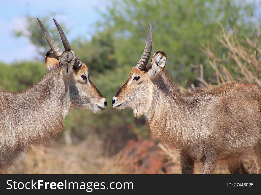 Adult male Waterbucks greet.  Photo taken on a game ranch in Namibia, Africa. Adult male Waterbucks greet.  Photo taken on a game ranch in Namibia, Africa.