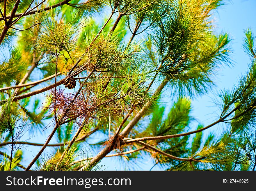 Pine branches against the blue sky