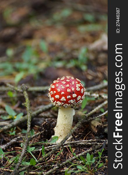 Small red fly agaric and blurred background