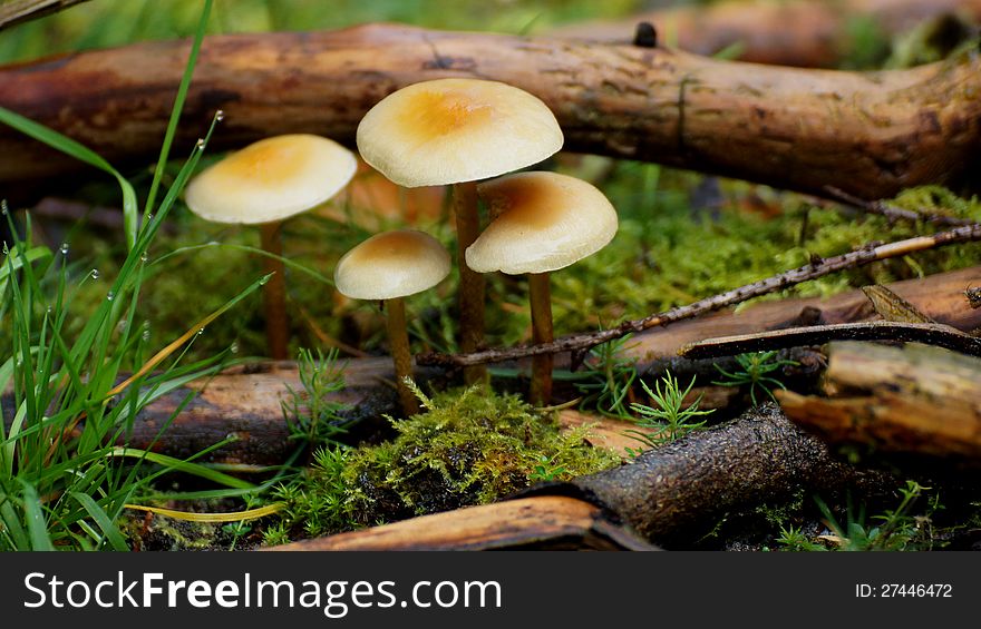 Bright mushrooms in the forest and old tree trunks - wet