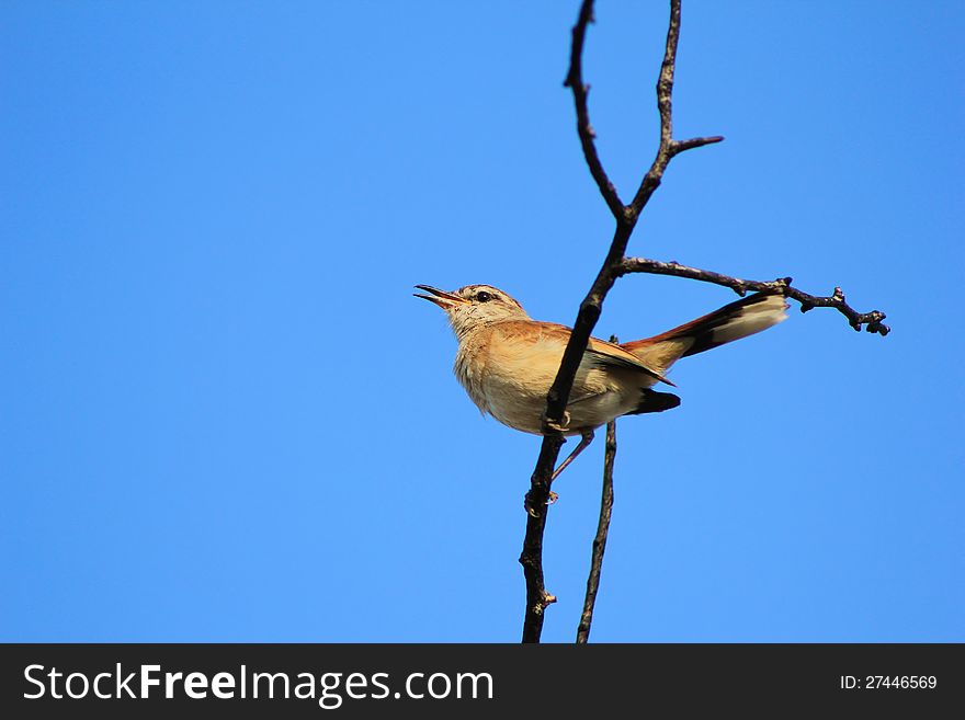 A Tawny-flanked Prinia on a branch with blue sky background.  Photo taken on a game ranch in Namibia, Africa. A Tawny-flanked Prinia on a branch with blue sky background.  Photo taken on a game ranch in Namibia, Africa.