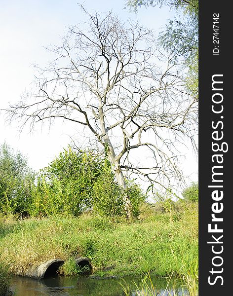 Dry tree near the river in the forest. Dry tree near the river in the forest