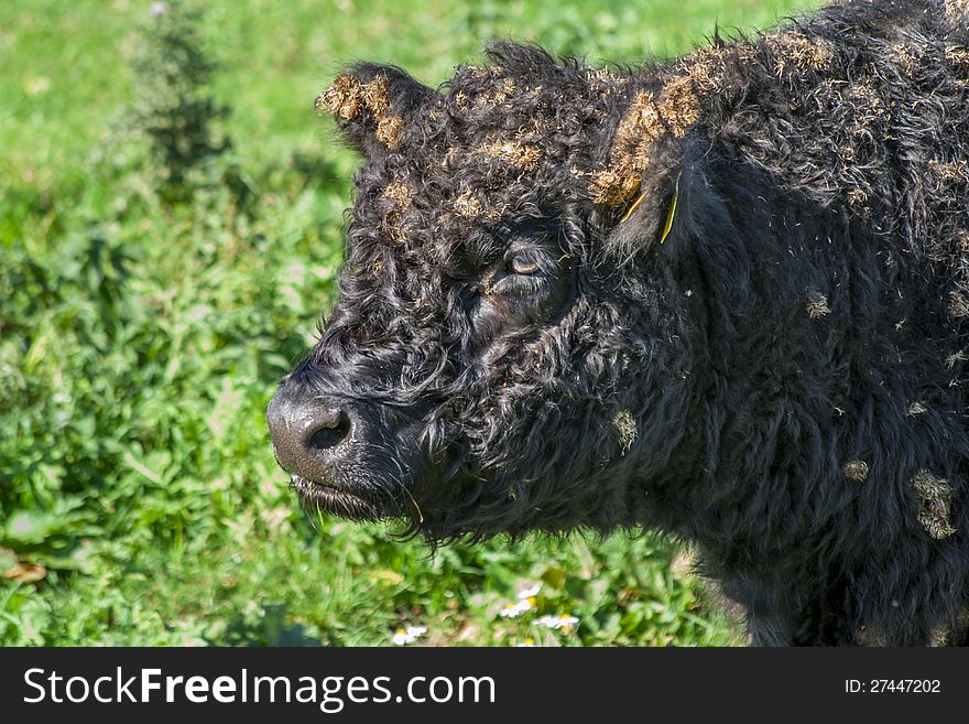 Galloway cattle on green background