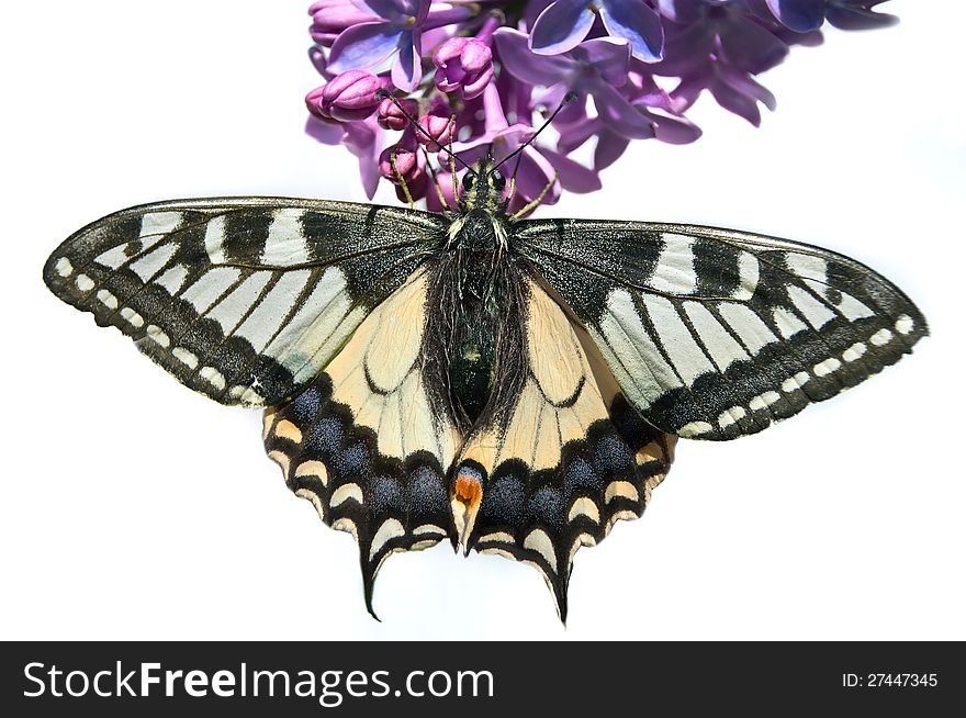 Swallowtail butterfly on flowers inhabit the northern EROPA Latvia isolated on white