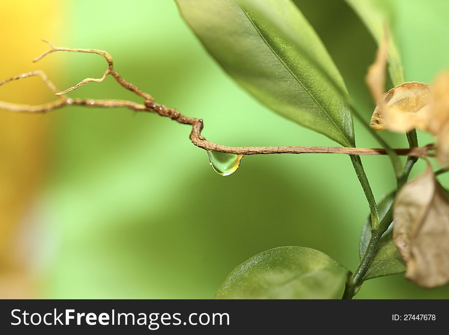 Drop of water, marco