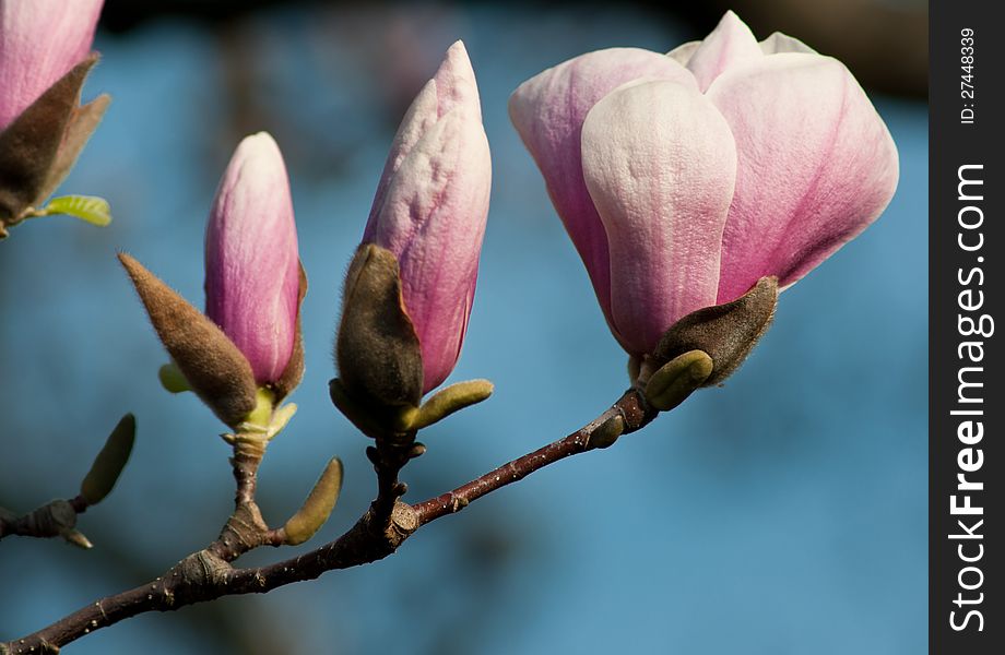 Magnolia blossom budding in springtime. Magnolia blossom budding in springtime