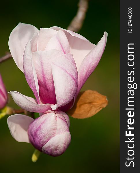 Magnolia blossoms on tree in Michigan. Magnolia blossoms on tree in Michigan