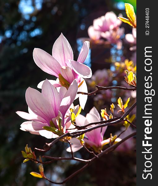Sun Lite Flowering Tree