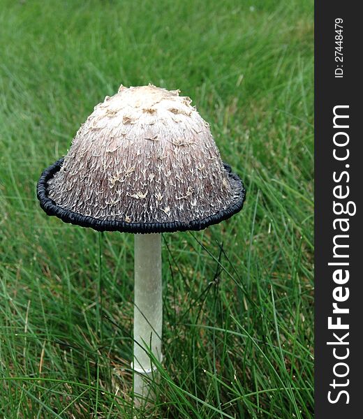 Shaggy Mane Mushroom