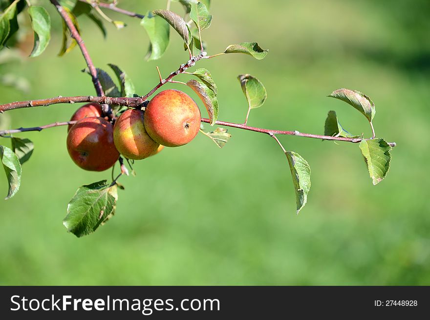 Red apples ripening on branch during sunny day